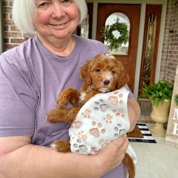 Goldendoodle Puppies from Halo Doodles