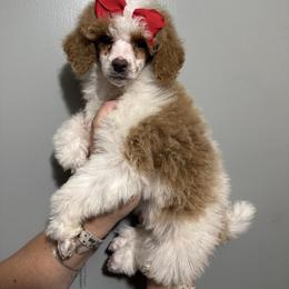 Cranberry - Parti female Poodle puppy in Greeneville, Tennessee from Smokey Mountain Sheepadoodles