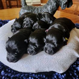 Scottish Terrier Puppies from McKinley Scots Kennel