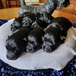 Scottish Terrier Puppies from McKinley Scots Kennel