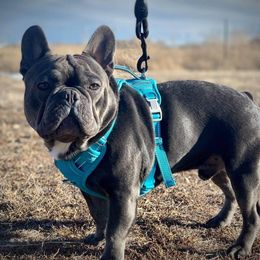 French Bulldogs from 308 Frenchies