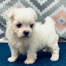 Louie - White male Maltese puppy in Monticello, Iowa from Ashley’s Puppies