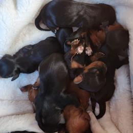 Girl 2 - Black and tan female Cavalier King Charles Spaniel puppy in Pennsylvania from Breezy Valley Siberians
