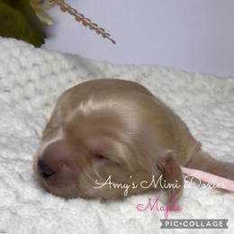 AKC Maple - Cream female Dachshund puppy in Jena, Louisiana from Amy’s Mini Doxies