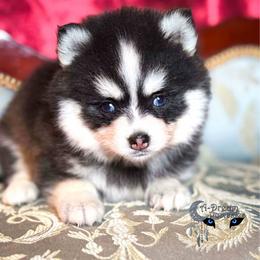 Jewelz - Black and white female Pomsky puppy in Perkins, Oklahoma from A-Dream Pomsky Kennel