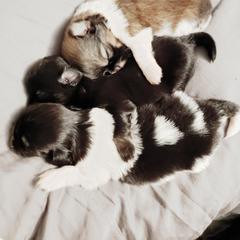 Tibetan Spaniel Puppies from Trillium Tibetan Spaniels
