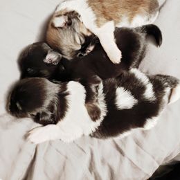 Tibetan Spaniel Puppies from Trillium Tibetan Spaniels