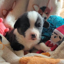 Turquoise bandana boy - Black and tan male Pembroke Welsh Corgi puppy in Cherokee, Oklahoma from MCS Farms-OK