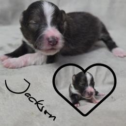 Jackson - Sable and white male Shetland Sheepdog puppy in Lebanon, Tennessee from Henotic Homestead's Shetland Sheepdogs