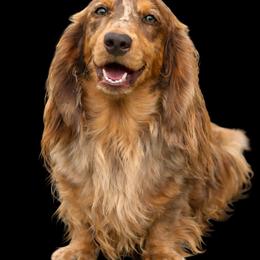 Freckles - Dachshund