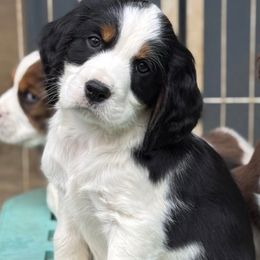 Scooter - Black white and tan male English Springer Spaniel puppy in Tupalo, Mississippi from Butterfield Trail Farm