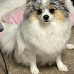 Sterling - Pomeranian