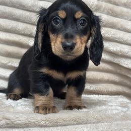 Rudolf - Black and tan male Dachshund puppy in Murrieta, California from Dash of Love