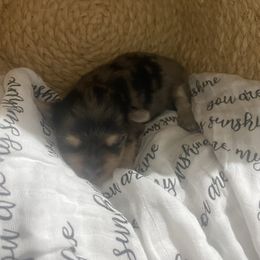 Rocky - Merle male Morkie puppy in Festus, Missouri from Impeccable Pups