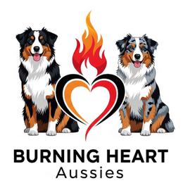 Australian Shepherd puppies from Burning Heart Aussies