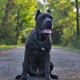 Johnny Silverhand - Gray male Cane Corso puppy in Houston, Texas from Zenith Cane Corso