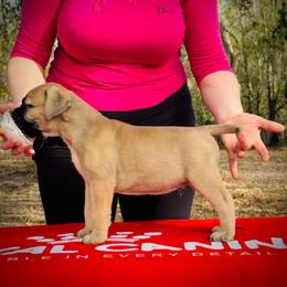 Boy 1 - Fawn male Bullmastiff puppy in Palm Bay, Florida from Alicia's Pups