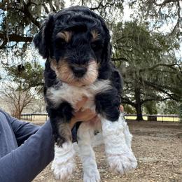 Captain - Phantom male Goldendoodle puppy in Ocala, Florida from The Treasured Puppies Department