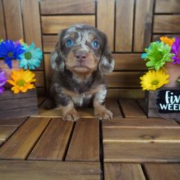 Hunter - AKC - Dapple male Dachshund puppy in Miami, Florida from Oscar's Dachshunds