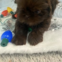 Peanut - Chocolate male Shih Tzu puppy in Riverside, California from AKC Shih Tzu of California