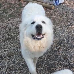 Great Pyrenees from Raven’s Haven Farm