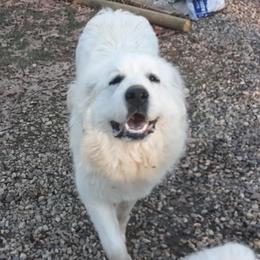 Great Pyrenees from Raven’s Haven Farm