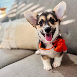 Lulu's Orange Girl - Black and tan female Pembroke Welsh Corgi puppy in Vilonia, Arkansas from Lucky Pups Corgis