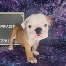 Praise - Fawn and white male Bulldog puppy in Hillsdale County, Michigan from KZ Bullies LLC