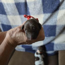 Red Boy 2 - Liver and white male German Shorthaired Pointer puppy in Lindsay, California from Dori's Danes