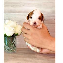 Latte - Parti female Poodle puppy in Kissimmee, Florida from Poodle Doodle Kennels