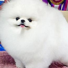 Sasa - Pomeranian