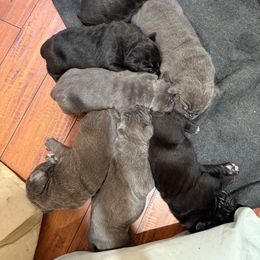 Boy 2 - Cane Corso puppy from Cane Corso Royal Kennels AZ