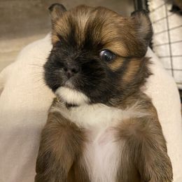 Lhasa Apso Puppies from Lhasa Apso Doggy Stylez Fl
