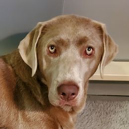 Sadie - Dilute Retriever