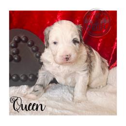 Queen - Merle female Bernedoodle puppy in Belleville, Michigan from Moose Tracks Bernedoodles