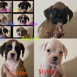 Boxer Puppies from Rowe’s Royal Boxers