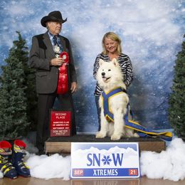 Samoyed All Grown Up from Cirque D' Samz
