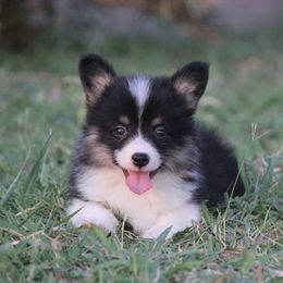 American Corgi, French Bulldog, and Pembroke Welsh Corgi Puppies from Moonstone Corgis & Frenchies