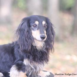 Dawson - Dachshund