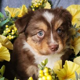 Miniature Australian Shepherds and Toy Australian Shepherds from Ashby Lou Aussies