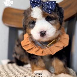 Jovial - Blue merle female Bernedoodle puppy in Orange, Texas from Walk with Me Doodles