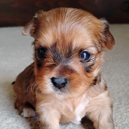 Talia - Red sable female Havanese puppy in Kinston, North Carolina from Court Jester Havanese and Prissy Diva Russian Salon Dogs