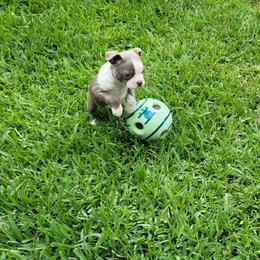 Willow - Seal and white female Boston Terrier puppy in Katy, Texas from Mei's Boston Terriers