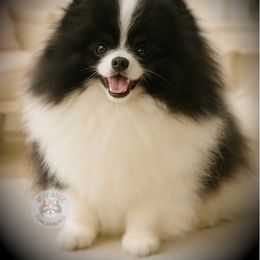 Pandora - Pomeranian