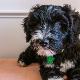 Apple Pie Girl - Black Goldendoodle puppy in Lake Wylie, South Carolina from Lake Wylie Doodles