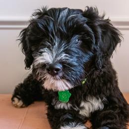 Apple Pie Girl - Black Goldendoodle puppy in Lake Wylie, South Carolina from Lake Wylie Doodles