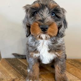 Rayna BLUE EYE - Blue merle female Bernedoodle puppy in Horseshoe Bend, Idaho from Over the Moon Poodles and Doodles