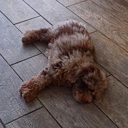 Izzy - Bernedoodle