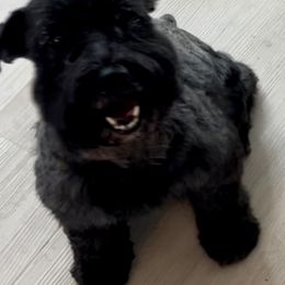 French Bulldogs and Miniature Schnauzers from TiKi's Kennel's