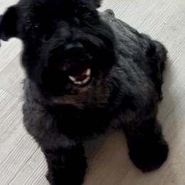 French Bulldogs and Miniature Schnauzers from TiKi's Kennel's